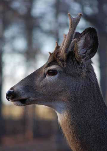 Antlered Doe — Department of Animal Science