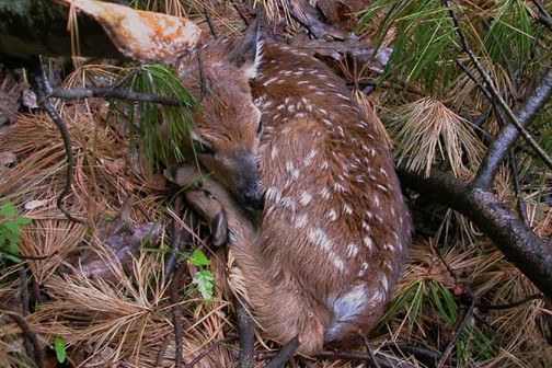 Wildlife Deer & Fawn Logo