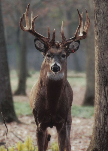 Rutting Season — Department of Animal Science