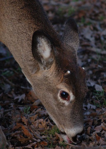 Name for deals a young deer