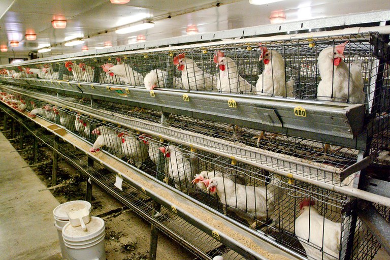 new research topics in poultry nutrition
