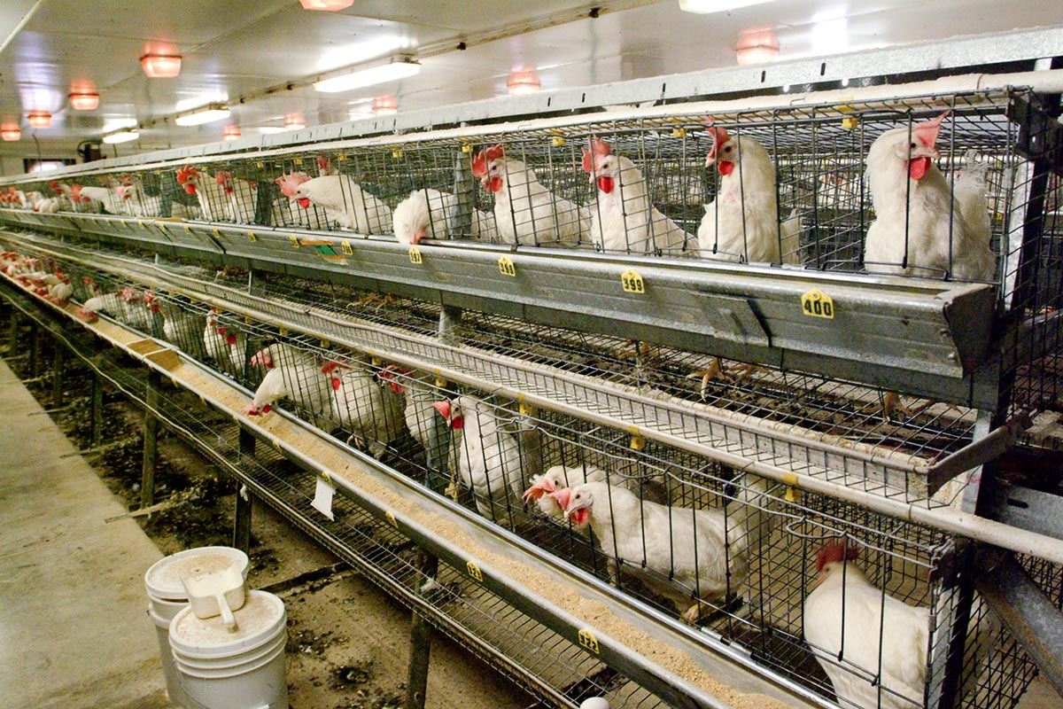 poultry-research-department-of-animal-science